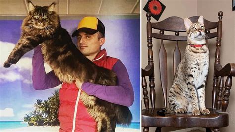 World Record Biggest Domesticated Cats Cat Condo Sg