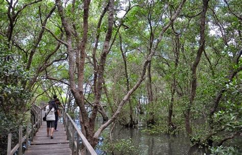 Menikmati Keindahan Alam Hutan Mangrove Di Surabaya Info Wisata Dan