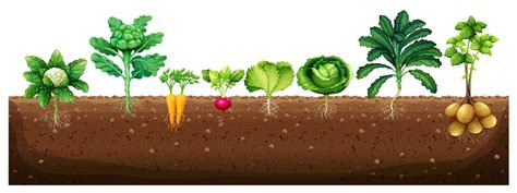 Vegetables Growing From Underground 293290 Vector Art At Vecteezy