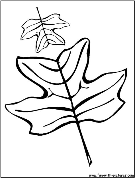 Tulip Tree Leaves Coloring Page
