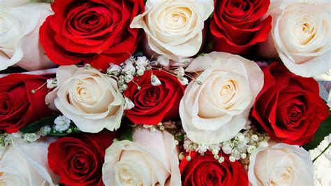 Free Download Red And White Roses Wallpapers On Wallpaperdog 1920x1080