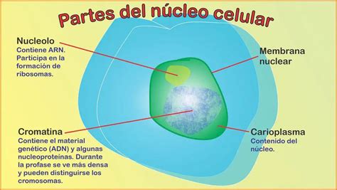 hasított fátyol főáram cuales son las funciones del nucleo de la celula feneketlen gyász manhattan