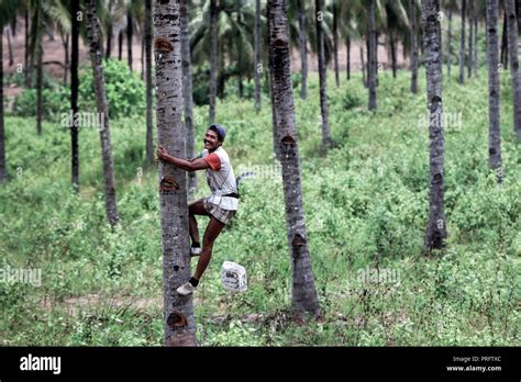 Man Climbing A Coconut Palm Tree To Harvest Coconuts At Palm Beach My