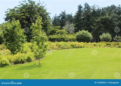 Beautiful Lawn And Bushes In Summer Garden Stock Image Image Of Green