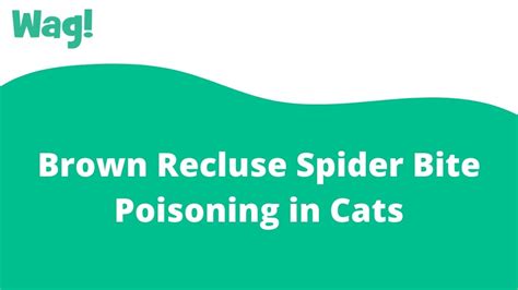 Brown Recluse Spider Bite Poisoning In Cats Wag Youtube