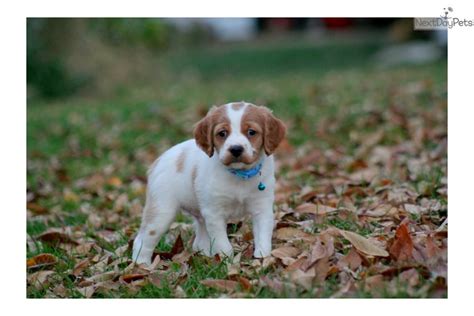 Contact us for more details and deposit information. Deuce (French Britt): Brittany Spaniel puppy for sale near Sioux City, Iowa. | a2cd6f5c-a611