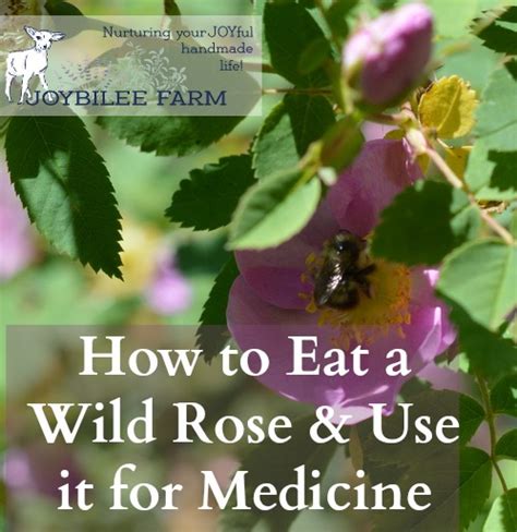How To Eat A Wild Rose Roses For Food And Medicine Joybilee Farm