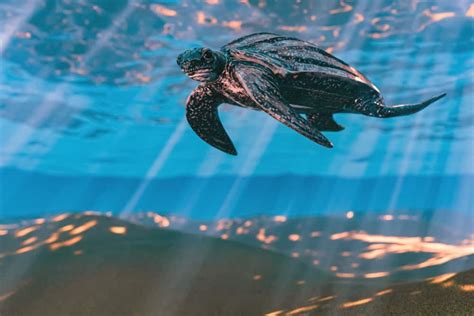 7 Best Places To See Wild Sea Turtles In Florida 2022