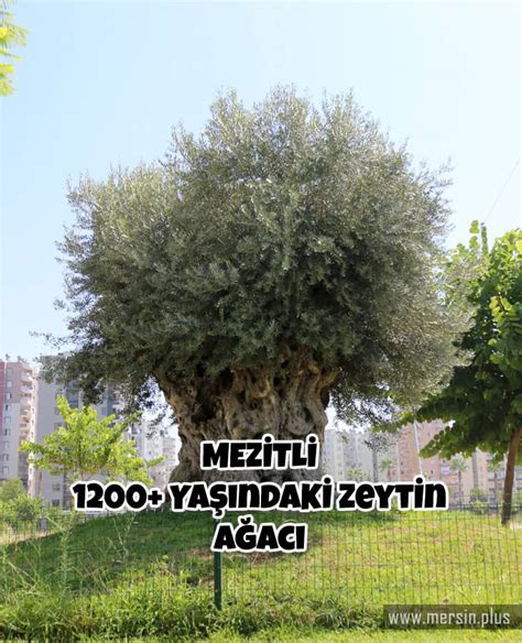 Dünyanın En Yaşlı Zeytin Ağacı 1204 Yaşında Mezitli de