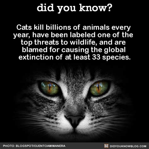 Cats Kill Billions Of Animals Every Year Have Cats Cat Facts