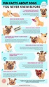 Amazing Fun Facts About Dogs You Probably Didn't Know - Monkoodog