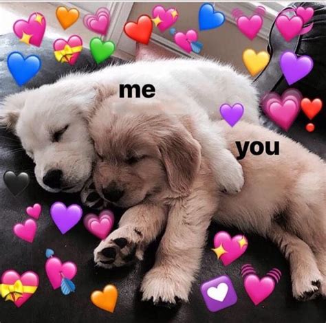 Wholesome Love Meme Pictures Davidchirot