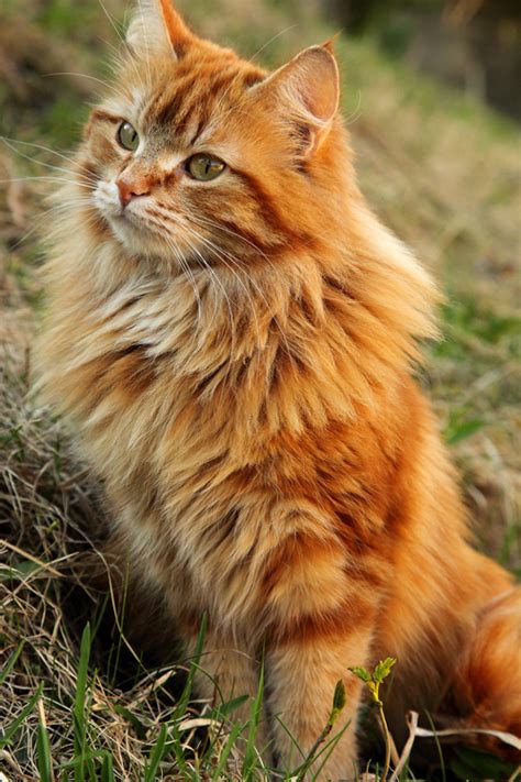 By contrast, the female maine coon is calmer and more accepting to the entire family. 28 Beautiful Orange Maine Coon Cat Pictures And Photos
