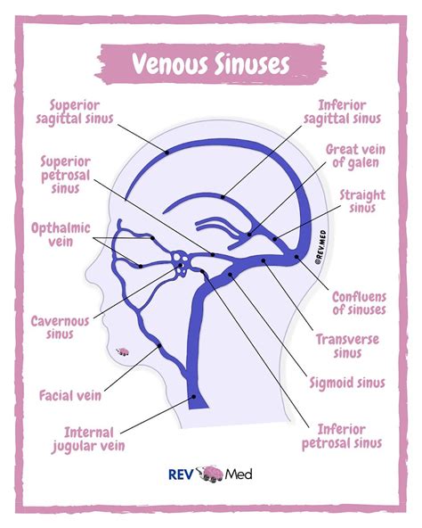 Venous Sinuses Cerebral Venous Drainage Anatomy By Grepmed