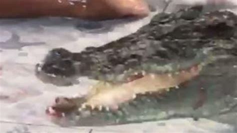 Crocodile Bites Down On Trainers Arm In The Middle Of Show