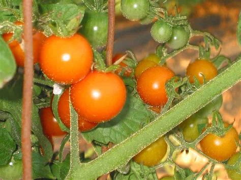 Sungold Tomato My Favorite Tomato So Reliable Sungold Tomato Tomato