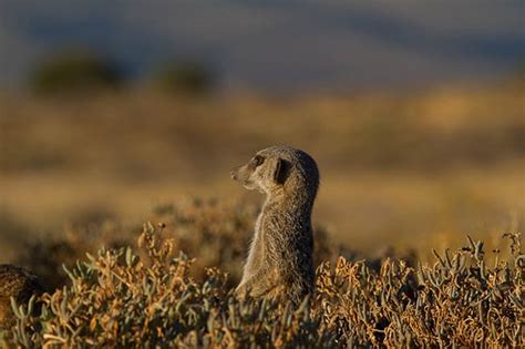 Meerkats In The Little Karoo South Africa Nature And Wildlife