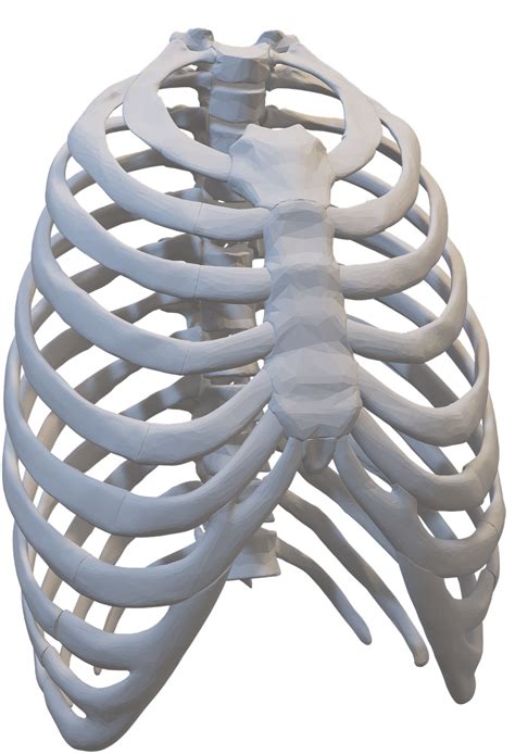 Rib Cage Human Skeleton Sternum Anatomy Png Clipart Adan Anatomy My
