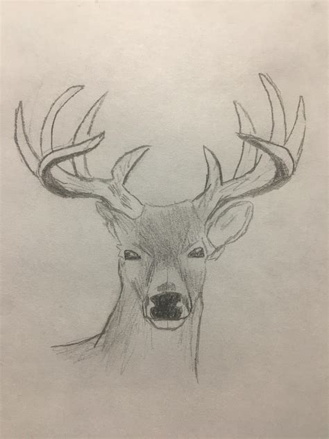 My Attempt At Drawing A Deer I Used A Reference Rfeemagers