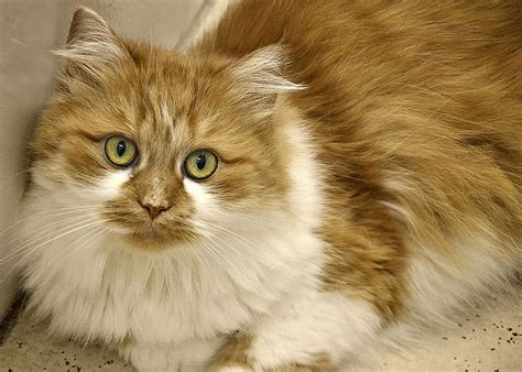 Hd Wallpaper Orange And White Cat Prone On White Surface Long Haired