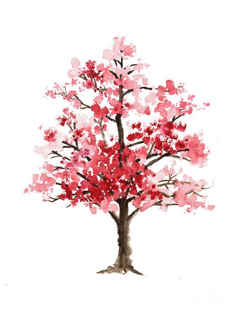 Sakura Tree Watercolor At Explore Collection Of