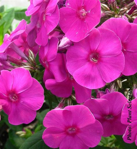 Phlox Paniculata Flame Purple Pépinière Locas