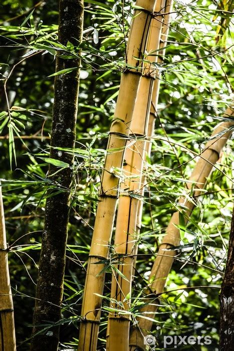 Fototapete Asian Bamboo Forest Mit Morgensonnenlicht Pixersde