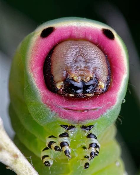 Pin On Captivating Caterpillars