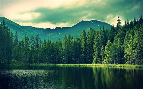 Forest Lake Wallpapers 4k Hd Forest Lake Backgrounds On Wallpaperbat