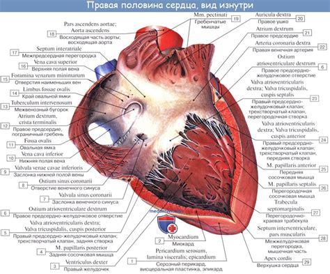 Анатомия сердца Правый желудочек Левый желудочек