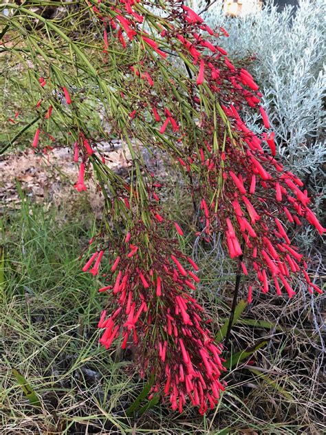 Russelia Equisetiformis Fountainbush Flowering Perth January