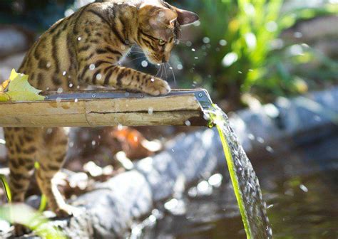 15 Things You Didnt Know About The Bengal Cat Yummypets Adventure