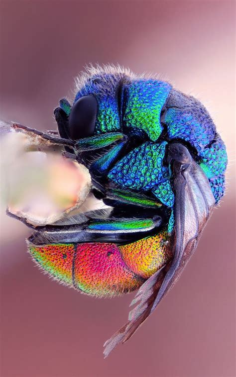 Colorful Insect