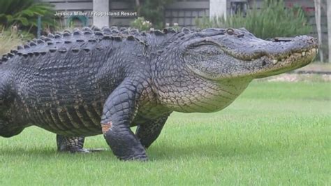 United States Giant Crocodile Found Walking Amidst Storm Eta Landing