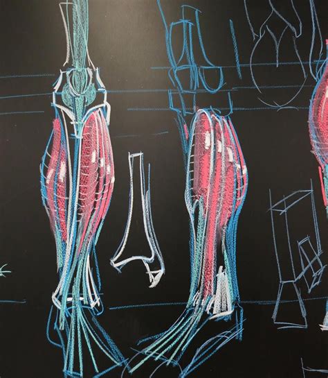 Functional anatomy of the hip. Were getting into the lower leg next week at ArtCenter in Pasadena. Here are two views of the ...