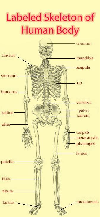 Labeled Skeleton Of Human Body Human Anatomy And Physiology Human
