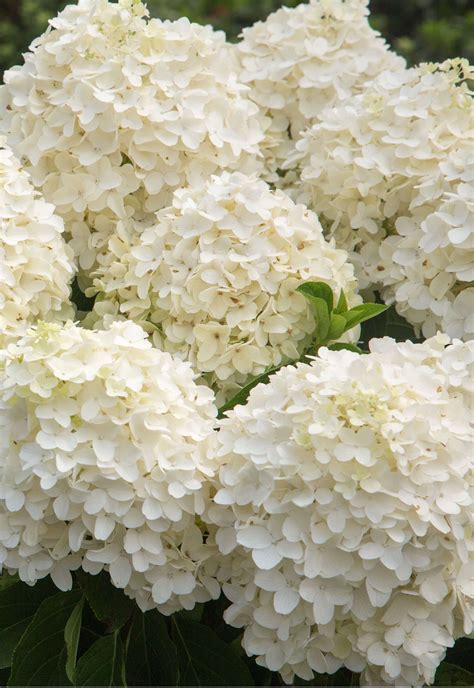 White Wedding Hydrangea Shop Online With Hydrangea