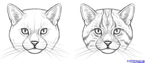 How To Draw A Cat Face Review At How To