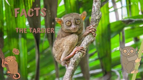 Tarsiers Eyes Are Bigger Than Their Brains Learningfacts Tarsier