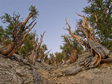 Methuselah The Bristlecone Pine Tree From California S White Mountains