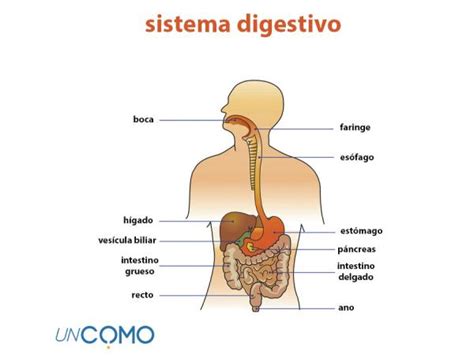 Vil G T Nagy Menda City Definicion De Las Partes Del Aparato Digestivo