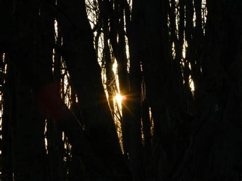 Free Images Tree Nature Forest Branch Light Sun Sunset Night