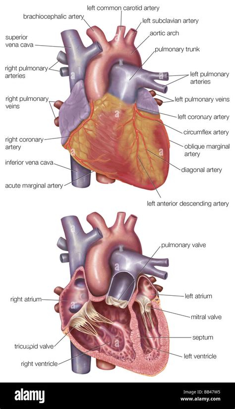Diagram Showing The Exterior And A Cross Section Of The Human Heart