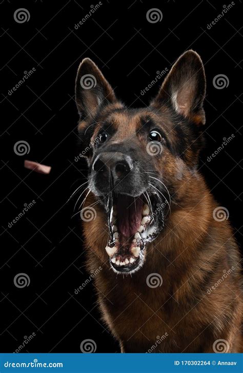 German Shepherd With Open Mouth Dog Catches Food On A Dark Background