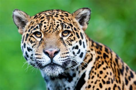 Jaguar Panthera Onca Lifestyle Diet And More Wildlife Explained
