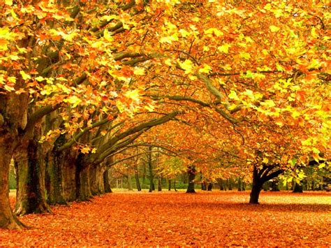 Fall Nature Wallpapers Top Free Fall Nature Backgrounds Wallpaperaccess