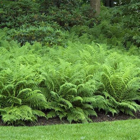 The Best Types Of Outdoor Perennial Ferns Ideas