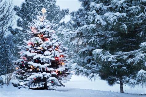 Brightly Lit Snow Covered Christmas Tree In Snowstorm — Stock Photo