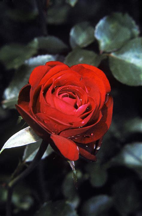 American Beauty Rose Photograph By Peter Muhlenberg Fine Art America