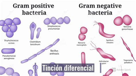 Bacterias Gram Positivas Y Gram Negativas YouTube